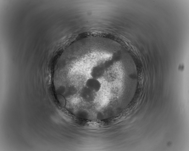 X0000099490703200805291107