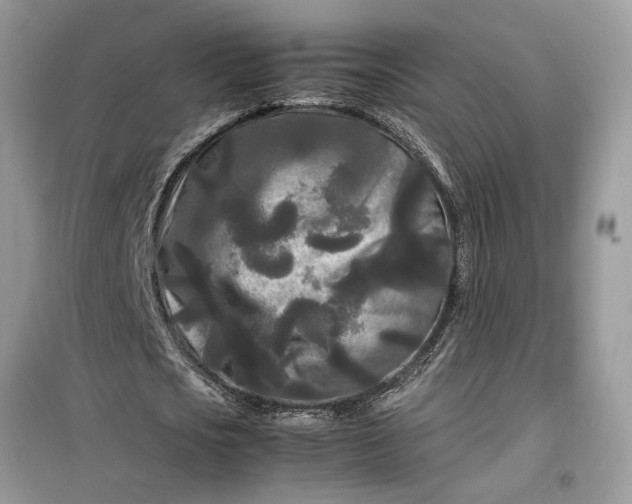 X0000099490721200805291106