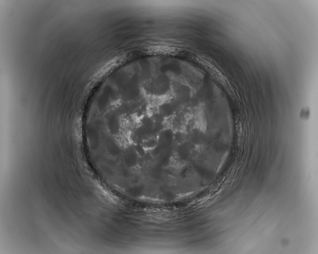 X0000099490729200805291106