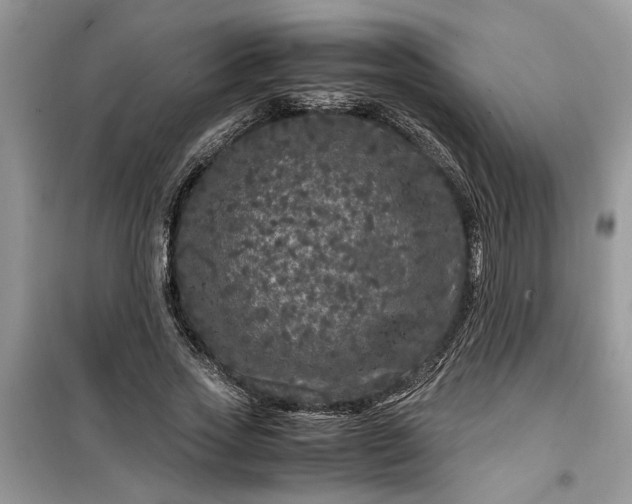 X0000099490733200805291106