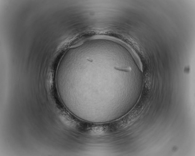 X0000099490740200805291106