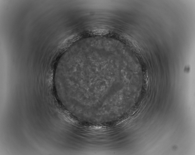 X0000099490745200805291106