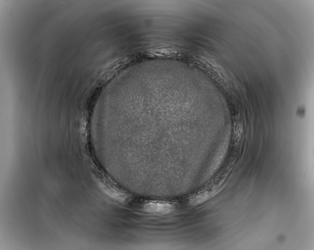 X0000099490749200805291106