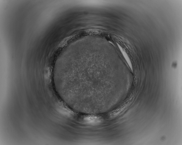 X0000099490759200805291107