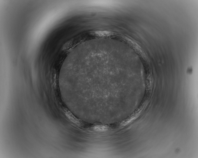 X0000099490762200805291107