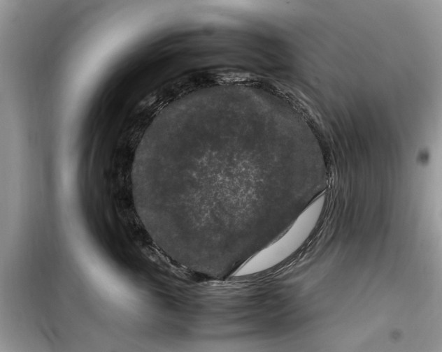 X0000099490763200805291107