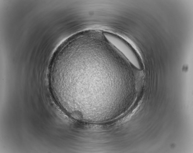 X0000099490783200805291106