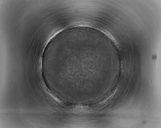 X0000099490790200805291106