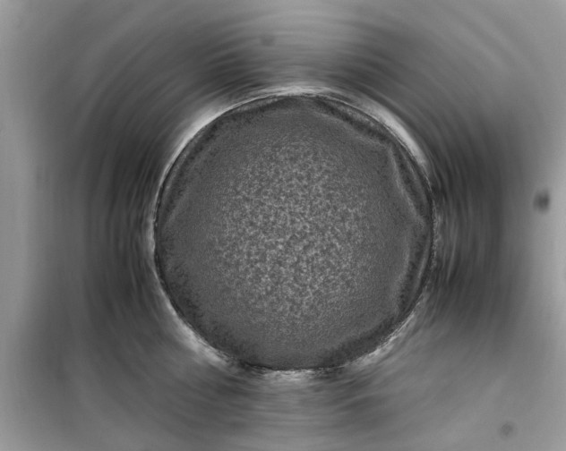 X0000099490810200805291105