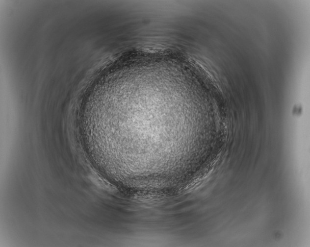 X0000099490817200805291105