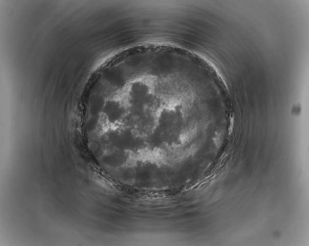 X0000099490823200805291105