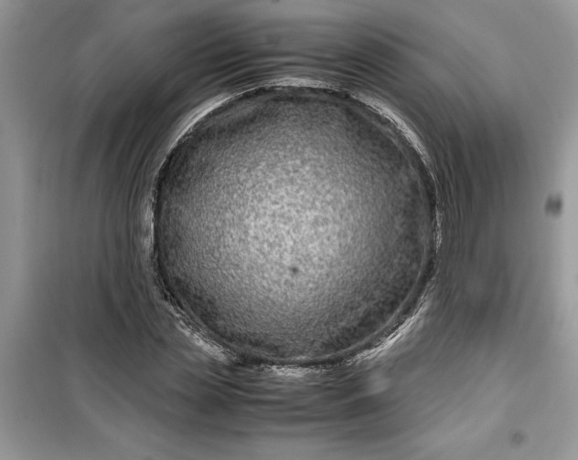 X0000099490829200805291105