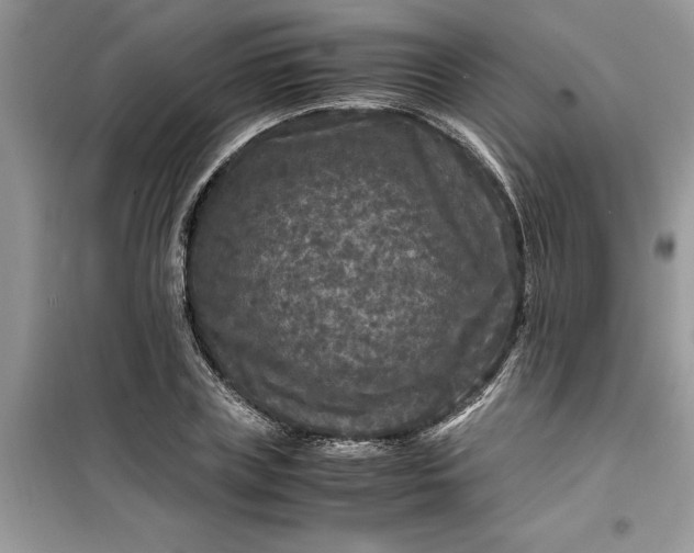 X0000099490835200805291105