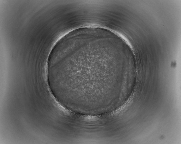 X0000099490839200805291105