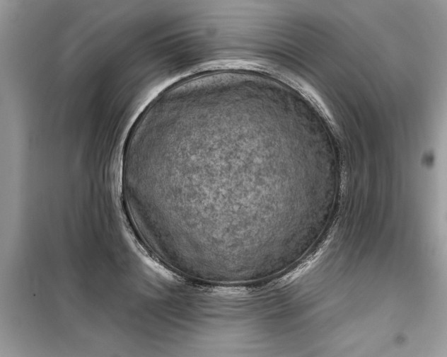 X0000099490844200805291105