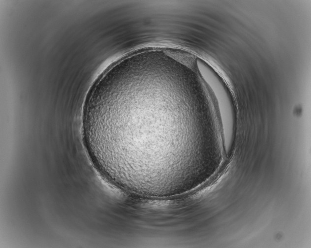 X0000099490845200805291105