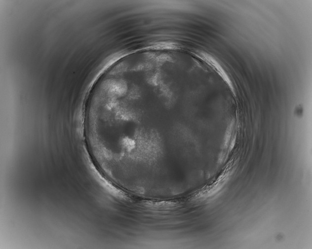 X0000099490851200805291105