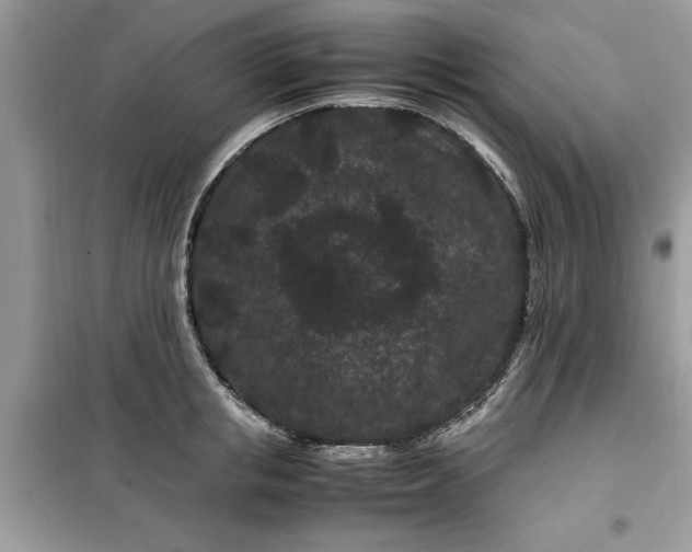 X0000099490853200805291105