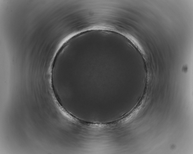 X0000099490854200805291105