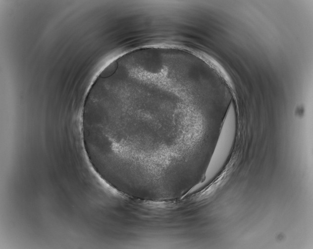 X0000099490855200805291105