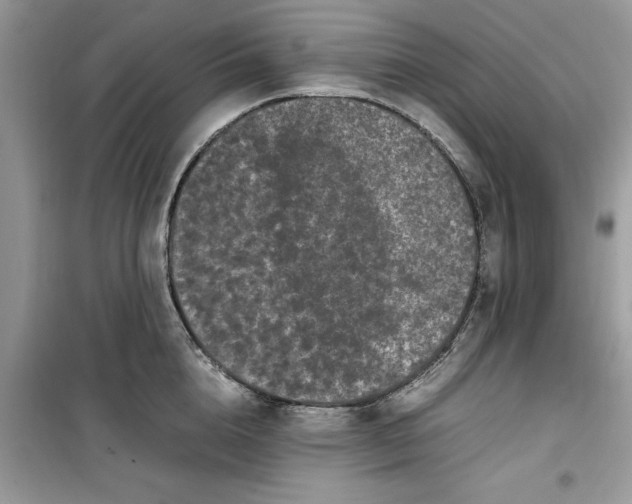 X0000099490856200805291105