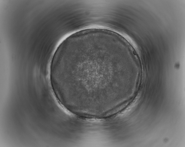 X0000099490862200805291105