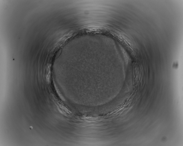 X0000099490868200805291105