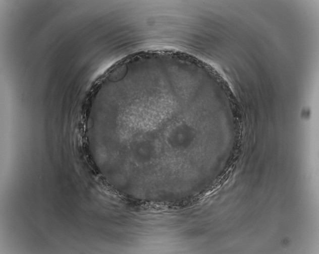 X0000099490871200805291105