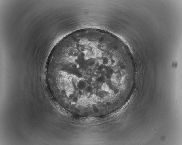 X0000099490879200805291105