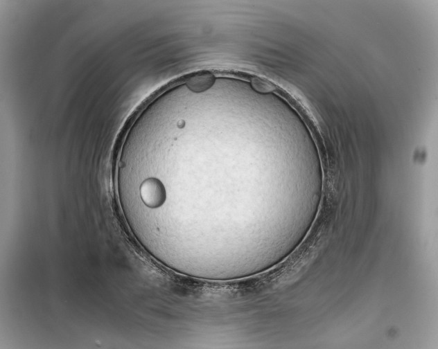 X0000099490887200805291105