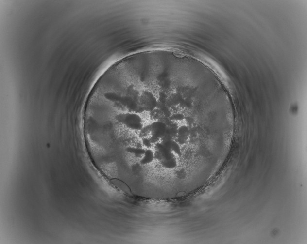 X0000099490907200805291104