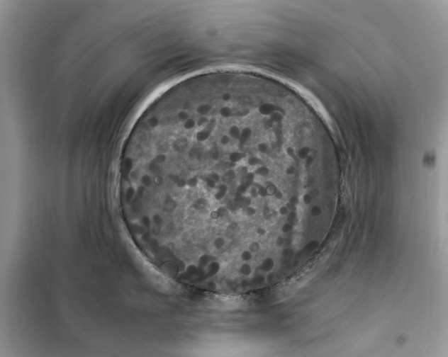 X0000099490911200805291104