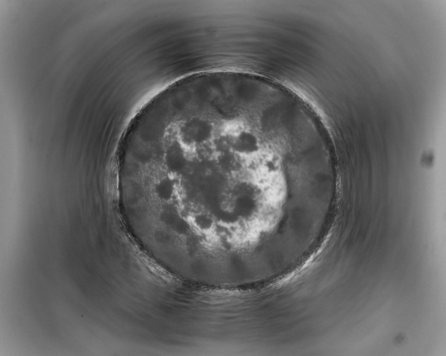 X0000099490925200805291104