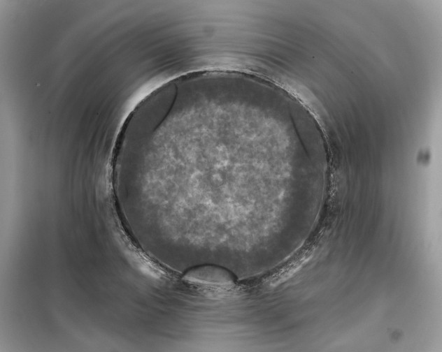 X0000099490928200805291104