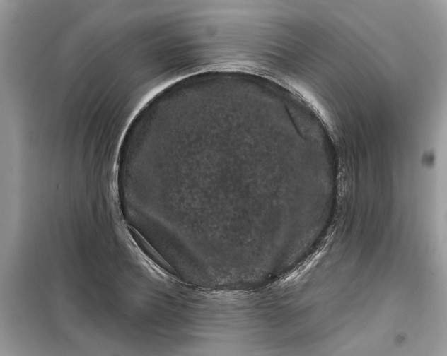 X0000099490932200805291104