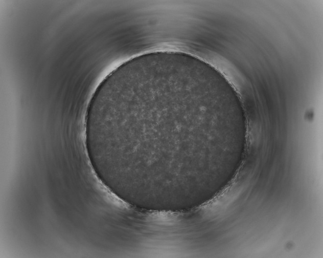 X0000099490950200805291104