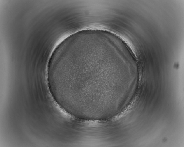 X0000099490990200805291103