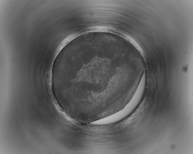 X0000099490994200805291103