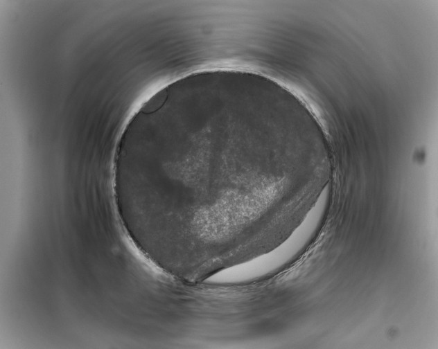 X0000099490998200805291103