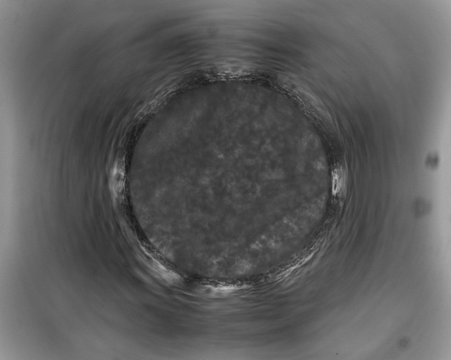 X0000099491011200805291102