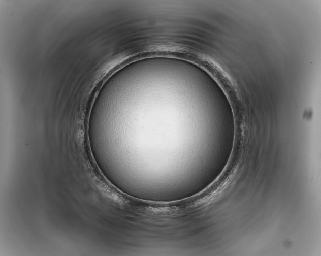 X0000099491025200805291102