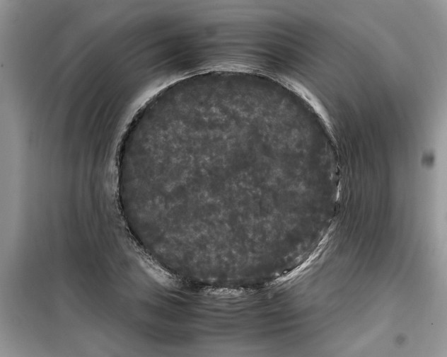 X0000099491027200805291102