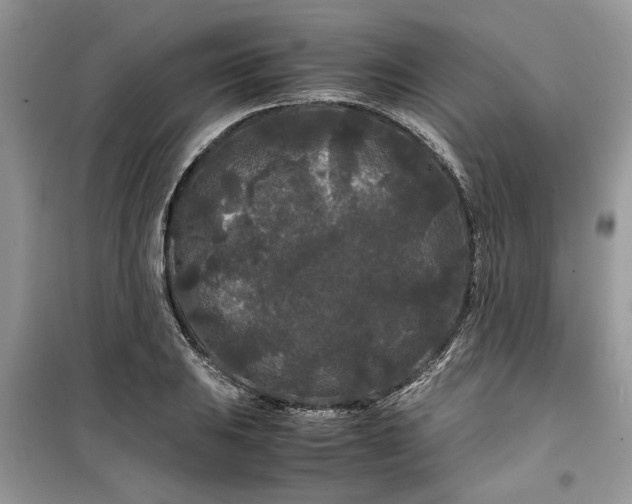 X0000099491031200805291102