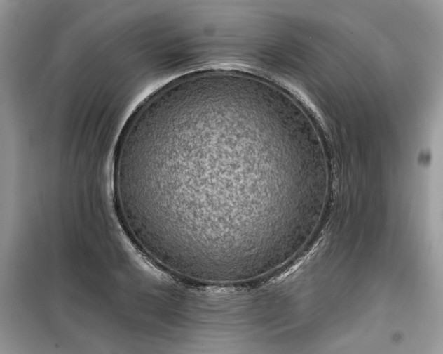 X0000099491032200805291102