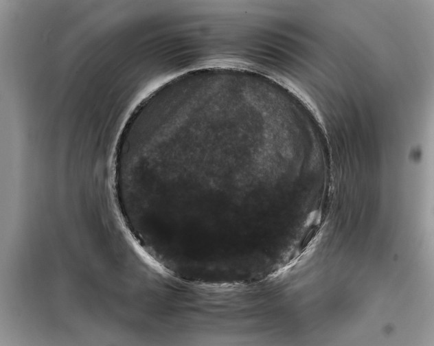 X0000099491037200805291102