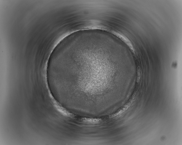 X0000099491039200805291102