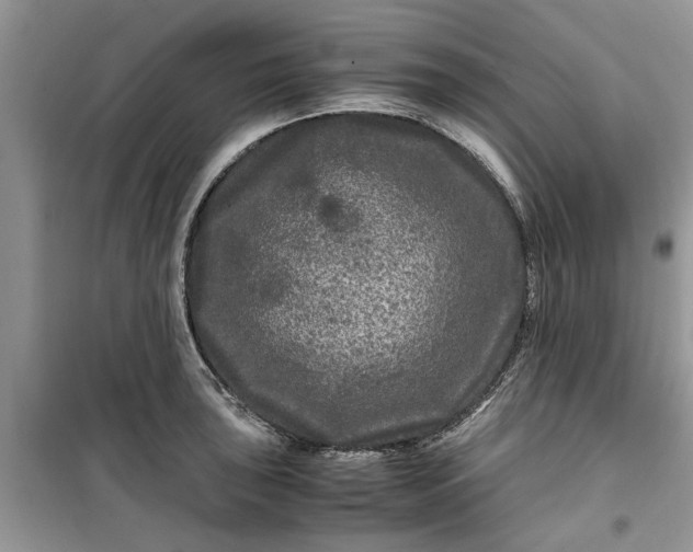 X0000099491043200805291102