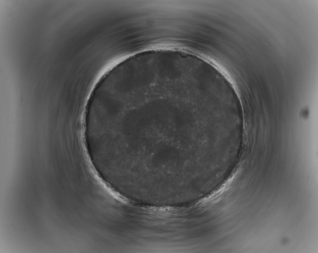 X0000099491045200805291102