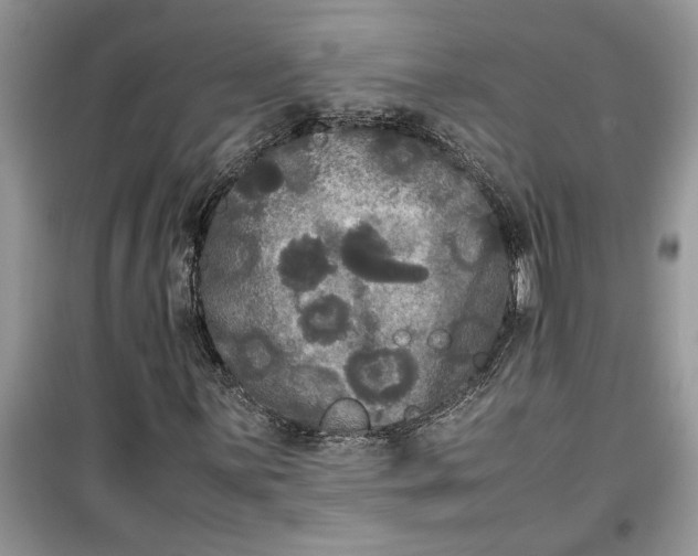 X0000099491059200805291102