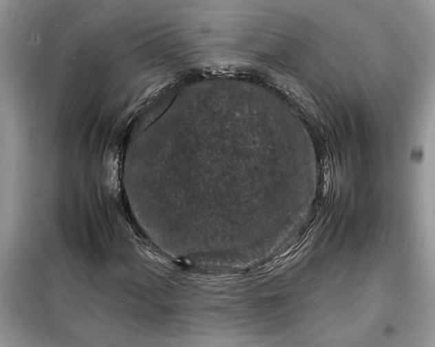 X0000099491060200805291102